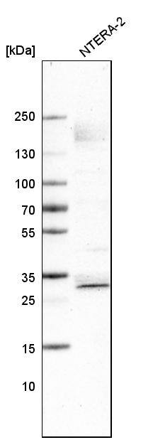 SOX21 Antibody (CL4681) - Azide and BSA Free Western Blot: SOX21 Antibody [NBP3-44097]