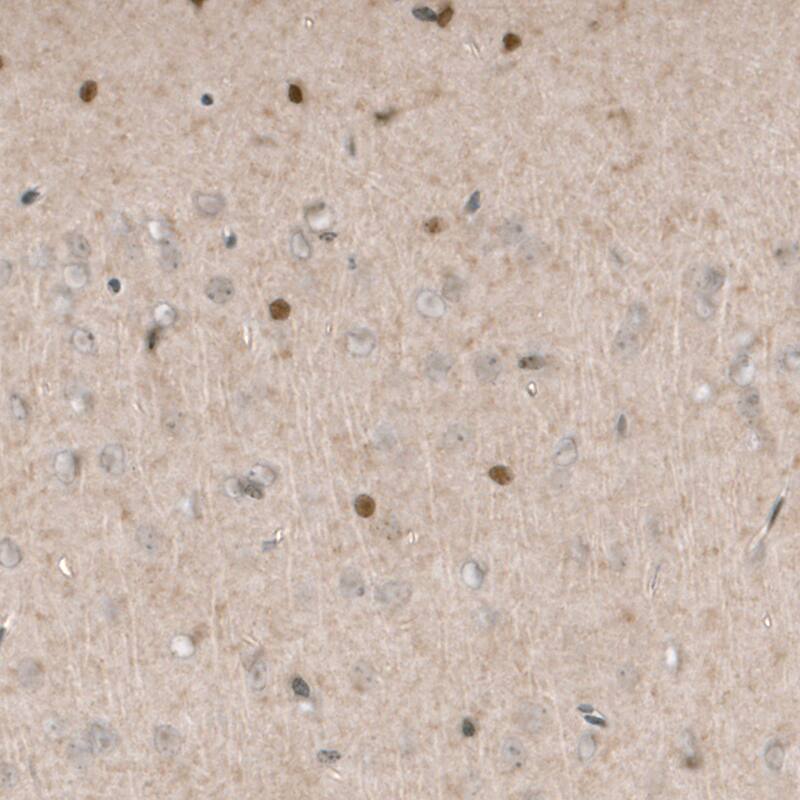 SOX21 Antibody (CL4681) - Azide and BSA Free Immunohistochemistry-Paraffin: SOX21 Antibody [NBP3-44097]