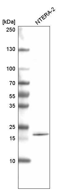 SOX21 Antibody (CL4688) - Azide and BSA Free Western Blot: SOX21 Antibody [NBP3-44098]