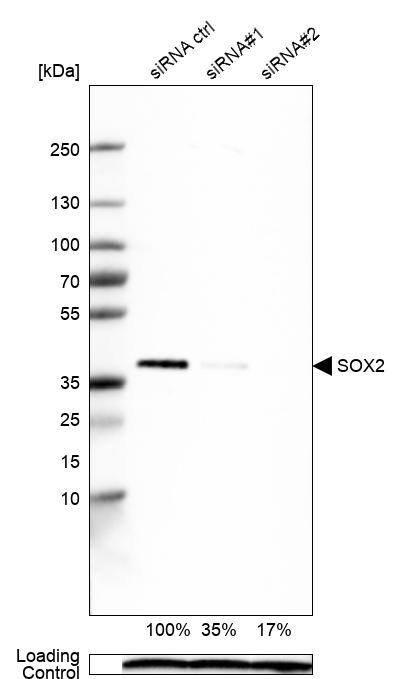 SOX2 Antibody (CL4716) - Azide and BSA Free Western Blot: SOX2 Antibody [NBP3-44099]