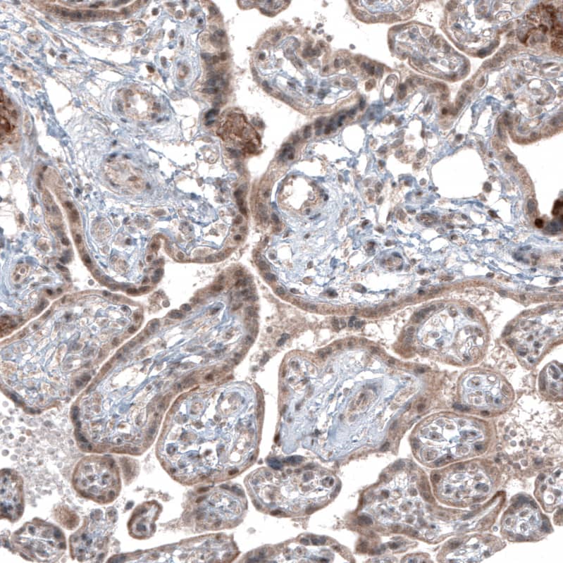 USP30 Antibody (CL4438) - Azide and BSA Free Immunohistochemistry-Paraffin: USP30 Antibody [NBP3-44104]