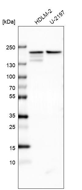 CLIP170 Antibody (CL4844) - Azide and BSA Free Western Blot: CLIP170 Antibody [NBP3-44108]