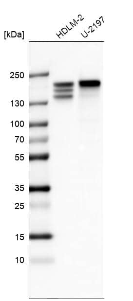 CLIP170 Antibody (CL4851) - Azide and BSA Free Western Blot: CLIP170 Antibody [NBP3-44109]