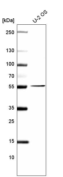PRAME Antibody (CL5146) - Azide and BSA Free Western Blot: PRAME Antibody [NBP3-44110]