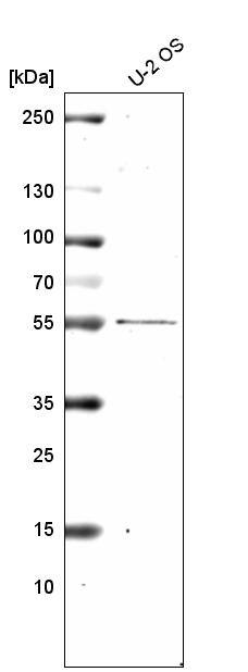 PRAME Antibody (CL5148) - Azide and BSA Free Western Blot: PRAME Antibody [NBP3-44111]
