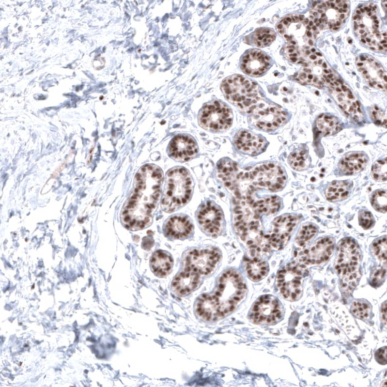 SOX10 Antibody (CL4455) - Azide and BSA Free Immunohistochemistry-Paraffin: SOX10 Antibody [NBP3-44116]