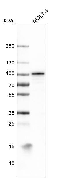 B-Raf Antibody (CL4003) - Azide and BSA Free Western Blot: B-Raf Antibody [NBP3-44117]