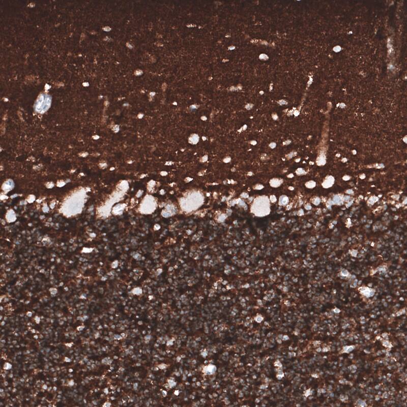 PRRT2 Antibody (CL4233) - Azide and BSA Free Immunohistochemistry-Paraffin: PRRT2 Antibody [NBP3-44119]