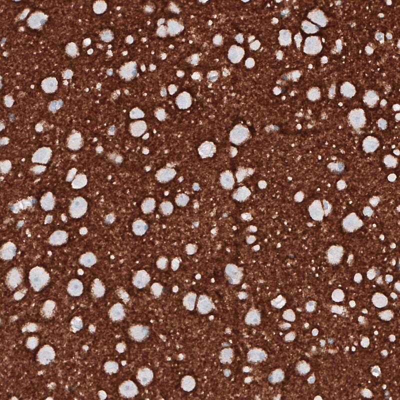 PRRT2 Antibody (CL4233) - Azide and BSA Free Immunohistochemistry-Paraffin: PRRT2 Antibody [NBP3-44119]