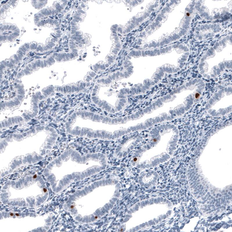FoxJ1/HFH4 Antibody (CL3989) - Azide and BSA Free Immunohistochemistry-Paraffin: FoxJ1/HFH4 Antibody [NBP3-44120]