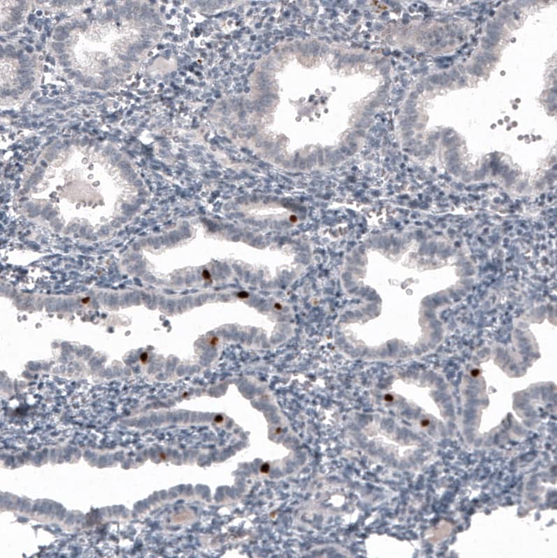 FoxJ1/HFH4 Antibody (CL3991) - Azide and BSA Free Immunohistochemistry-Paraffin: FoxJ1/HFH4 Antibody [NBP3-44121]
