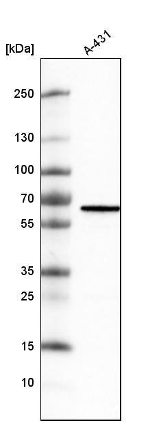METTL14 Antibody (CL4252) - Azide and BSA Free Western Blot: METTL14 Antibody [NBP3-44125]