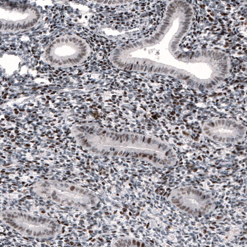 METTL14 Antibody (CL4254) - Azide and BSA Free Immunohistochemistry-Paraffin: METTL14 Antibody [NBP3-44126]