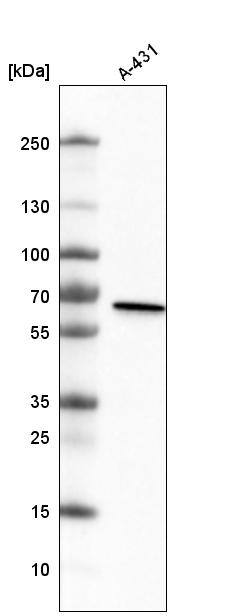 METTL14 Antibody (CL4254) - Azide and BSA Free Western Blot: METTL14 Antibody [NBP3-44126]
