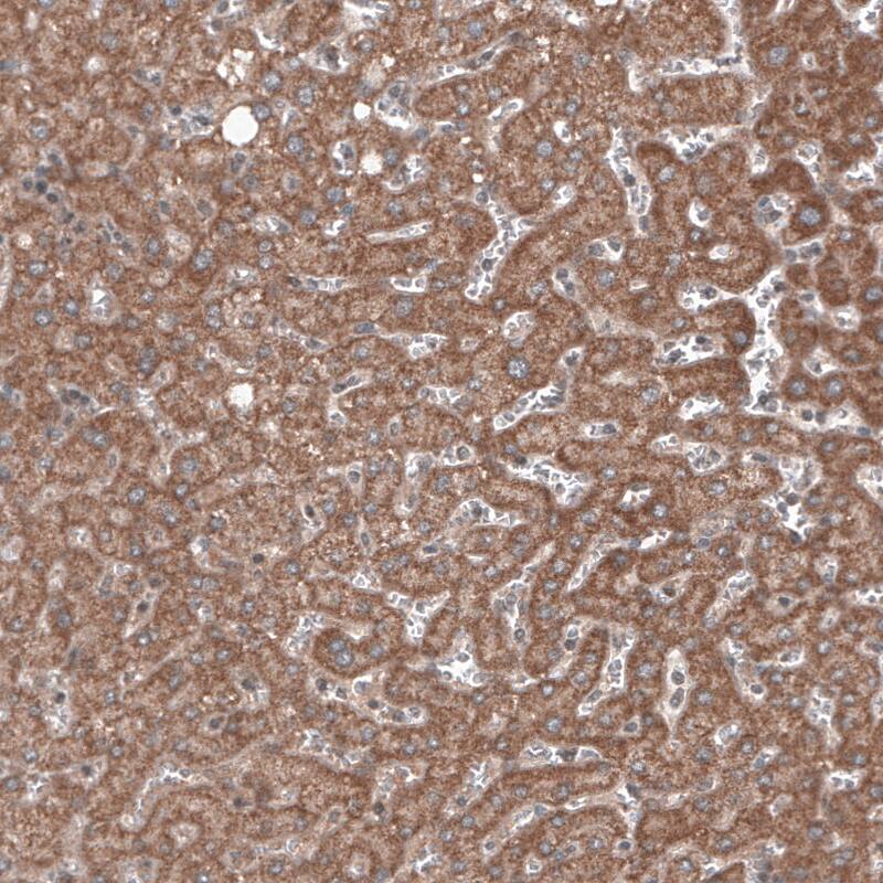 RBCK1 Antibody (CL4289) - Azide and BSA Free Immunohistochemistry-Paraffin: RBCK1 Antibody [NBP3-44129]