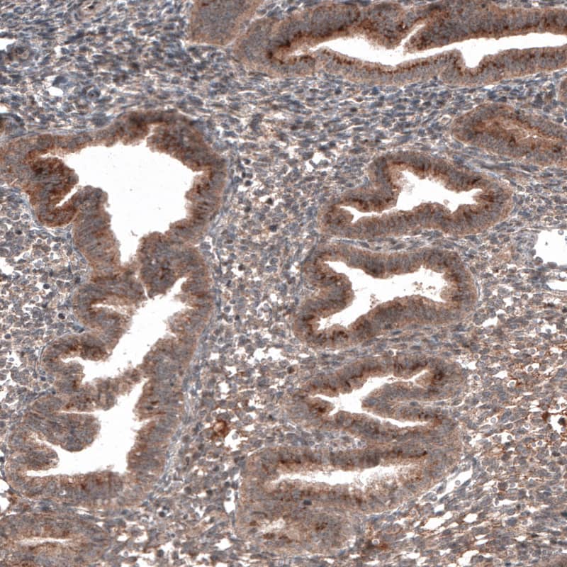 RBCK1 Antibody (CL4289) - Azide and BSA Free Immunohistochemistry-Paraffin: RBCK1 Antibody [NBP3-44129]