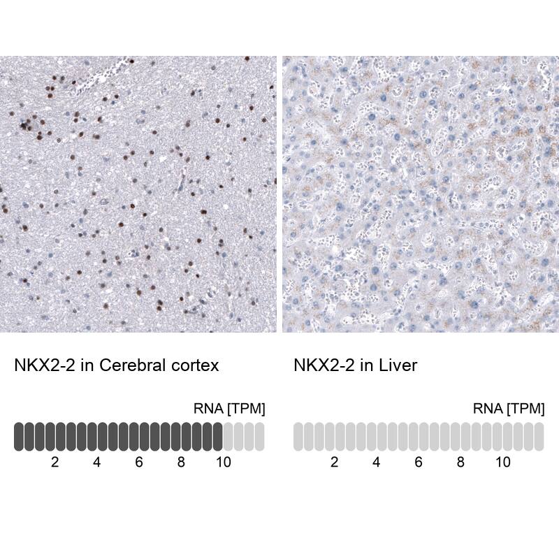 NKX2.2 Antibody (CL11380) - Azide and BSA Free Immunohistochemistry-Paraffin: NKX2.2 Antibody [NBP3-44133]