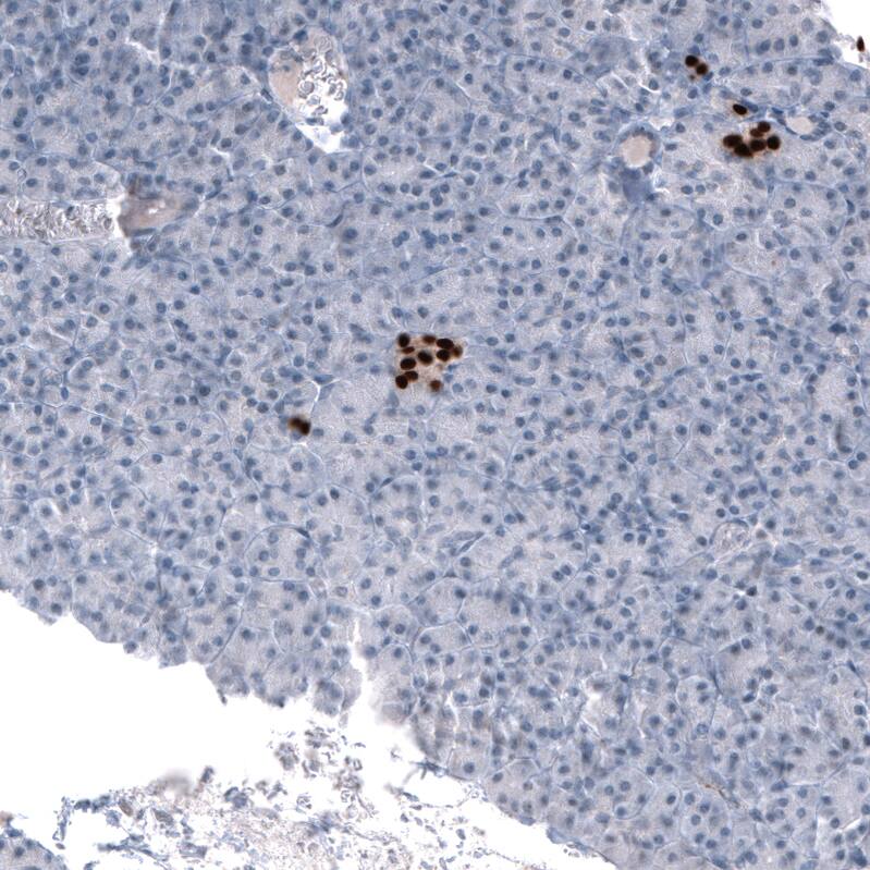 NKX2.2 Antibody (CL11380) - Azide and BSA Free Immunohistochemistry-Paraffin: NKX2.2 Antibody [NBP3-44133]
