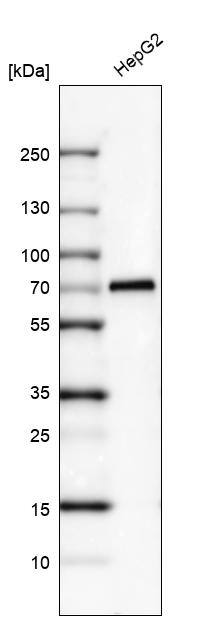 alpha-Fetoprotein/AFP Antibody (CL9772) - Azide and BSA Free Western Blot: alpha-Fetoprotein/AFP Antibody [NBP3-44134]