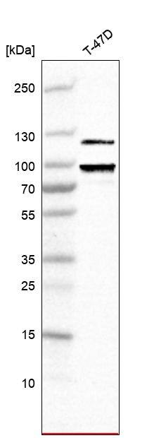 Progesterone R B/NR3C3 Antibody (CL8721) - Azide and BSA Free Western Blot: Progesterone R B/NR3C3 Antibody [NBP3-44136]