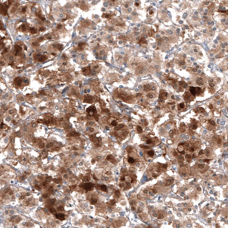 PNMT Antibody (CL11434) - Azide and BSA Free Immunohistochemistry-Paraffin: PNMT Antibody [NBP3-44139]