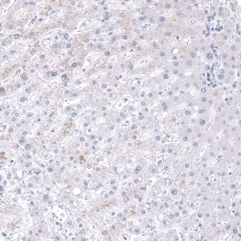 GPR97 Antibody (CL11474) - Azide and BSA Free Immunohistochemistry-Paraffin: GPR97 Antibody [NBP3-44149]