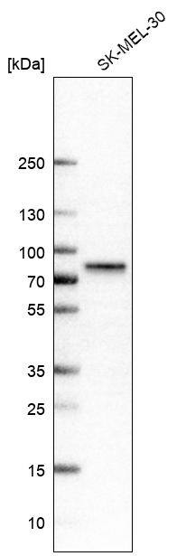P2X7/P2RX7 Antibody (CL11508) - Azide and BSA Free Western Blot: P2X7/P2RX7 Antibody [NBP3-44150]