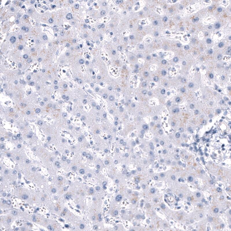 ANO2 Antibody (CL10631) - Azide and BSA Free Immunohistochemistry-Paraffin: ANO2 Antibody [NBP3-44151]