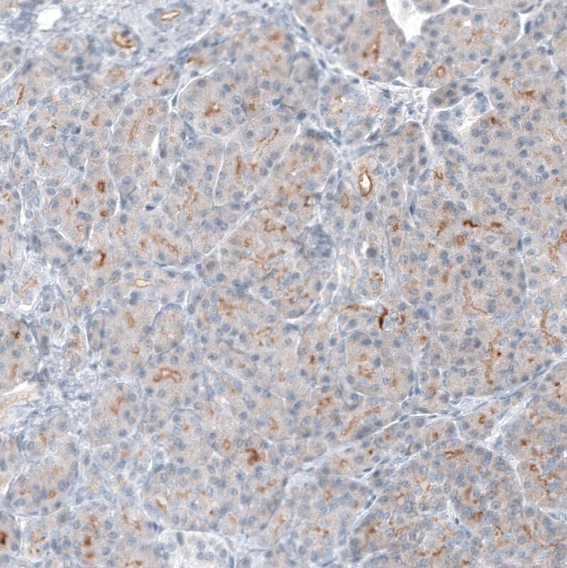 TMPRSS2 Antibody (CL12512) - Azide and BSA Free Immunohistochemistry-Paraffin: TMPRSS2 Antibody [NBP3-44153]