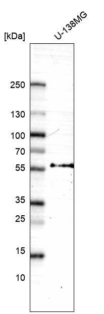 Inhibin beta A Antibody (CL15357) - Azide and BSA Free Western Blot: Inhibin beta A Antibody [NBP3-44161]