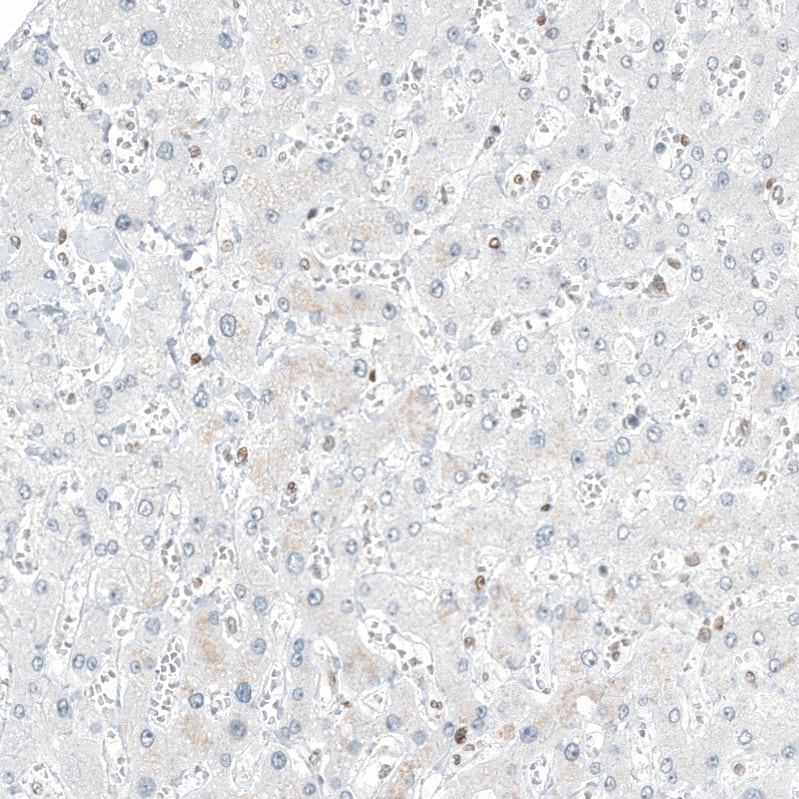 Transcription factor E3 Antibody (CL12822) - Azide and BSA Free Immunohistochemistry-Paraffin: Transcription factor E3 Antibody [NBP3-44162]