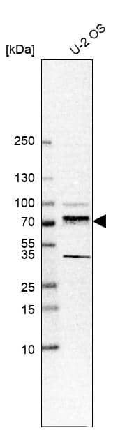 Transcription factor E3 Antibody (CL12822) - Azide and BSA Free Western Blot: Transcription factor E3 Antibody [NBP3-44162]