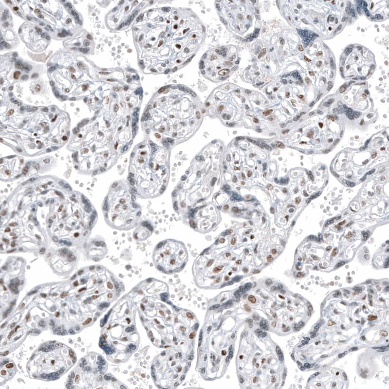 Transcription factor E3 Antibody (CL12822) - Azide and BSA Free Immunohistochemistry-Paraffin: Transcription factor E3 Antibody [NBP3-44162]