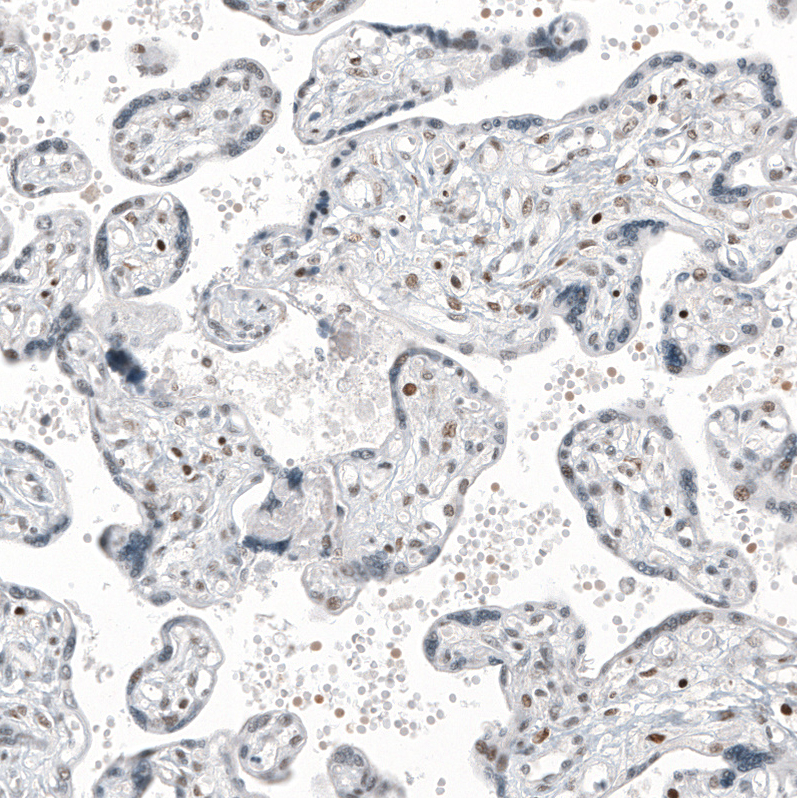 Transcription factor E3 Antibody (CL12810) - Azide and BSA Free Immunohistochemistry-Paraffin: Transcription factor E3 Antibody [NBP3-44163]