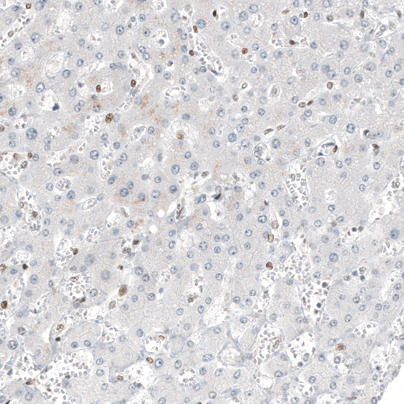 Transcription factor E3 Antibody (CL12810) - Azide and BSA Free Immunohistochemistry-Paraffin: Transcription factor E3 Antibody [NBP3-44163]