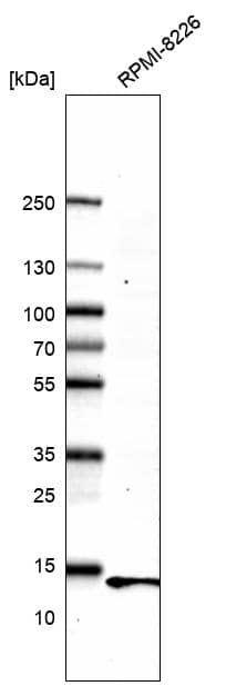Parvalbumin Antibody (CL15072) - Azide and BSA Free Western Blot: Parvalbumin Antibody [NBP3-44165]