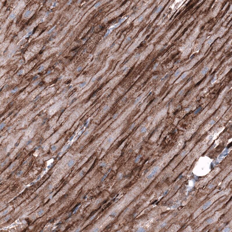 Cadherin-13 Antibody (CL15368) - Azide and BSA Free Immunohistochemistry-Paraffin: Cadherin-13 Antibody [NBP3-44172]