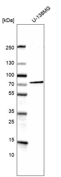 Cadherin-13 Antibody (CL15368) - Azide and BSA Free Western Blot: Cadherin-13 Antibody [NBP3-44172]