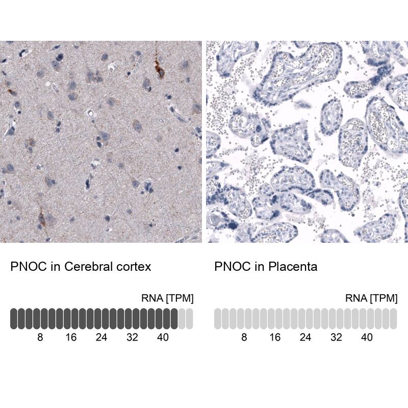 Nociceptin Antibody (CL15085) - Azide and BSA Free Immunohistochemistry-Paraffin: Nociceptin Antibody [NBP3-44174]