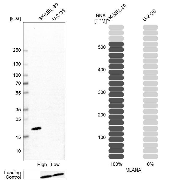 Melan-A/MART-1 Antibody (CL12874) - Azide and BSA Free Western Blot: Melan-A/MART-1 Antibody [NBP3-44176]