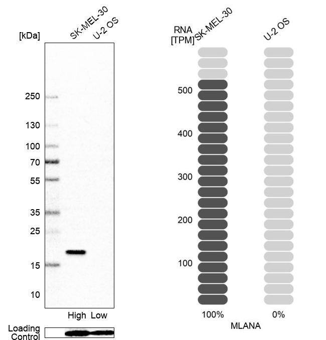 Melan-A/MART-1 Antibody (CL12863) - Azide and BSA Free Western Blot: Melan-A/MART-1 Antibody [NBP3-44177]