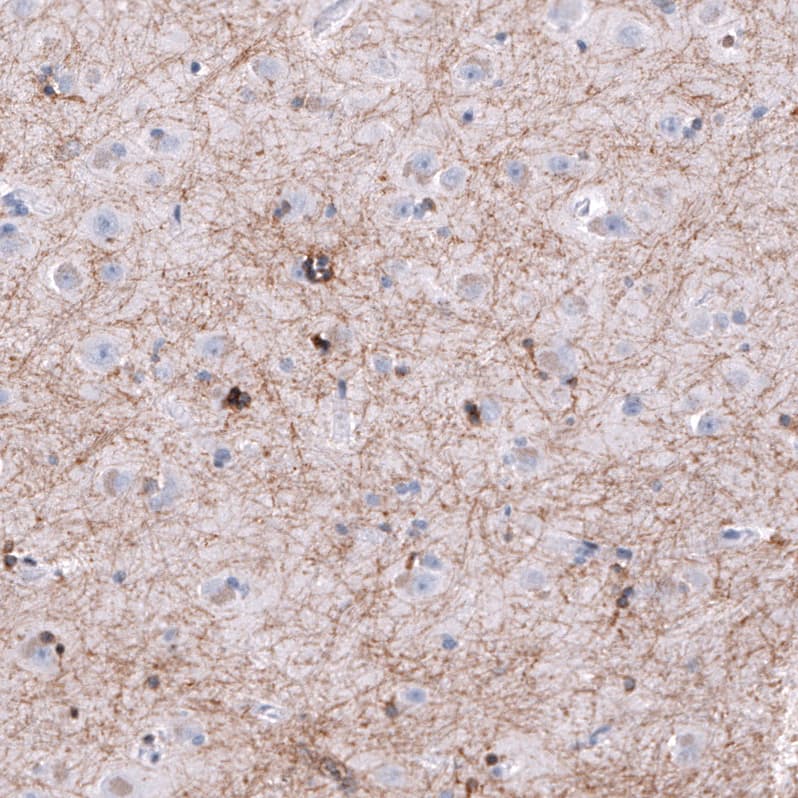OPALIN Antibody (CL11142) - Azide and BSA Free Immunohistochemistry-Paraffin: OPALIN Antibody [NBP3-44178]