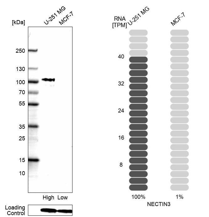 Nectin-3/PVRL3 Antibody (CL15366) - Azide and BSA Free Western Blot: Nectin-3/PVRL3 Antibody [NBP3-44181]