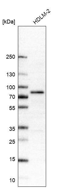 RIPK1/RIP1 Antibody (CL11368) - Azide and BSA Free Western Blot: RIPK1/RIP1 Antibody [NBP3-44182]