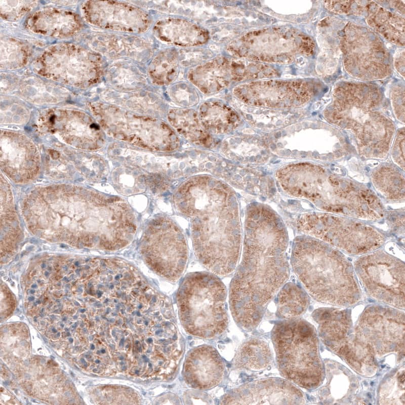 G6PC Antibody (CL5817) - Azide and BSA Free Immunohistochemistry-Paraffin: G6PC Antibody [NBP3-44192]
