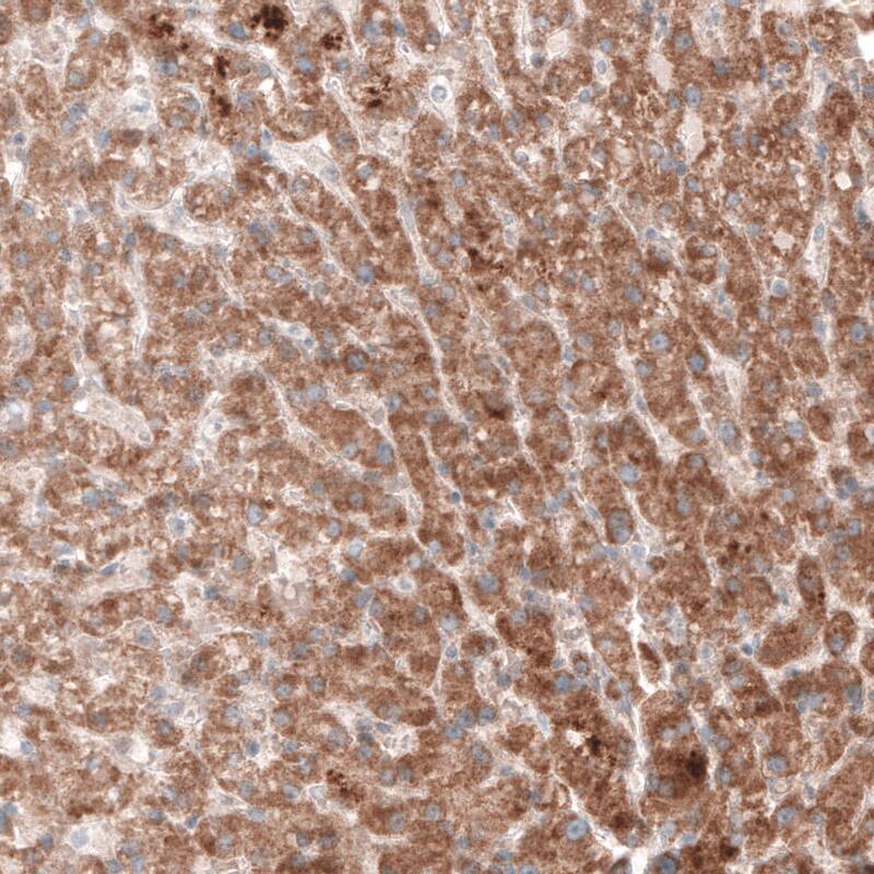 G6PC Antibody (CL5817) - Azide and BSA Free Immunohistochemistry-Paraffin: G6PC Antibody [NBP3-44192]