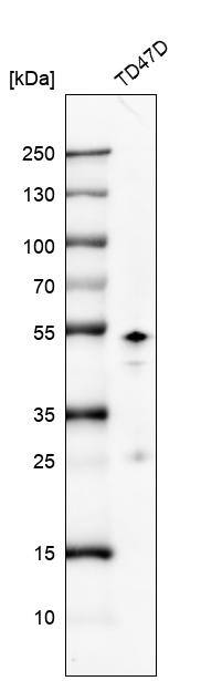 GATA-3 Antibody (CL8660) - Azide and BSA Free Western Blot: GATA-3 Antibody [NBP3-44195]