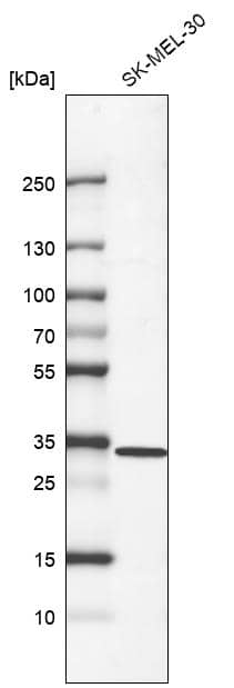 CDK2 Antibody (CL7990) - Azide and BSA Free Western Blot: CDK2 Antibody [NBP3-44198]