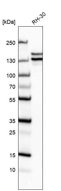 Astrin Antibody (CL10078) - Azide and BSA Free Western Blot: Astrin Antibody [NBP3-44199]
