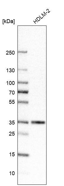 HLA DRA Antibody (CL10964) - Azide and BSA Free Western Blot: HLA DRA Antibody [NBP3-44200]